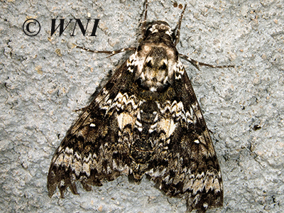 Rustic Sphinx (Manduca rustica)